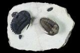 Stunning Erbenochile Trilobite With Hollardops - Foum Zguid #146905-2